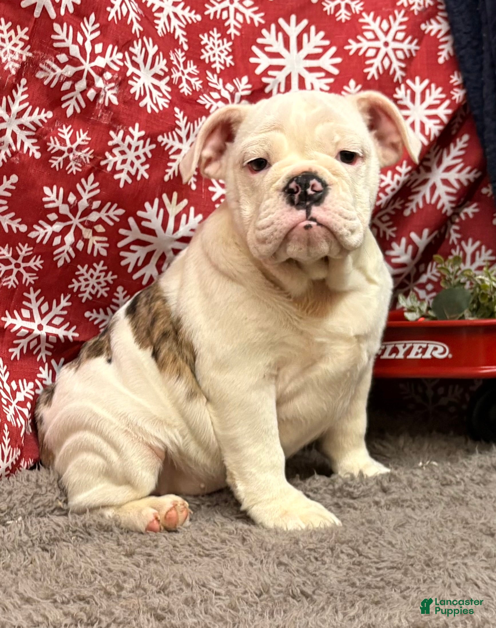 English Bulldog dogs Nadia - Ad 34