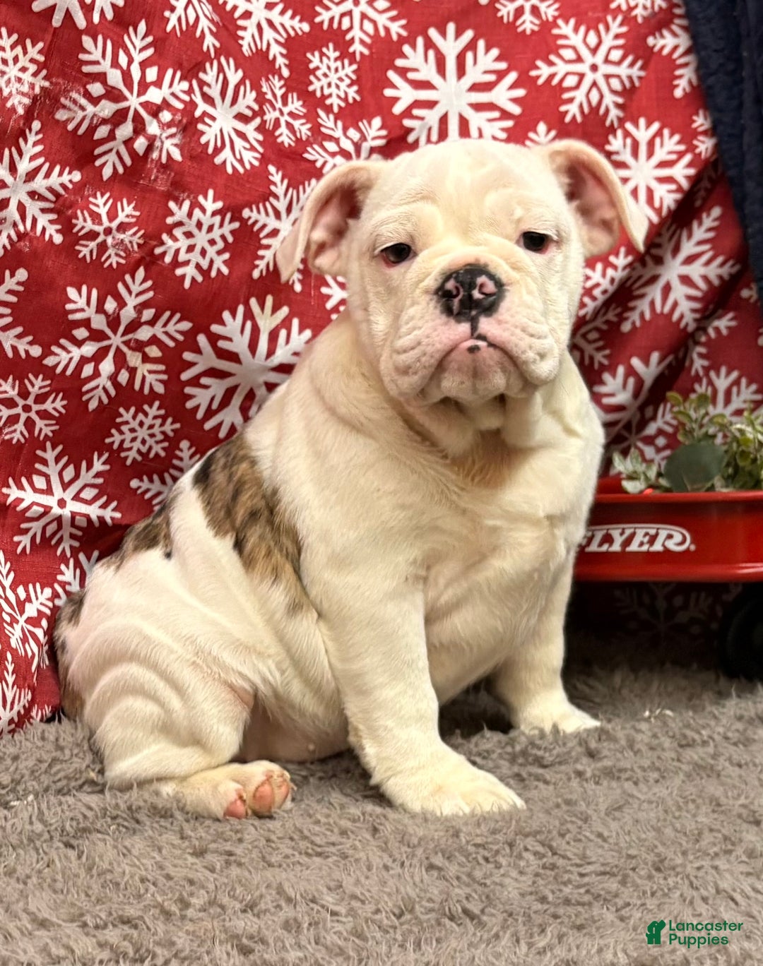 English Bulldog dogs for sale: Nadia - Ad 1