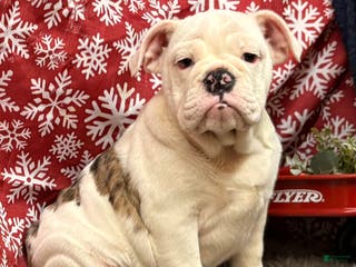 English Bulldog dogs Nadia - Ad 42