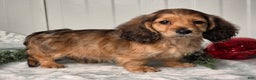 Miniature Dachshund dogs for sale: Shannon - Ad 6