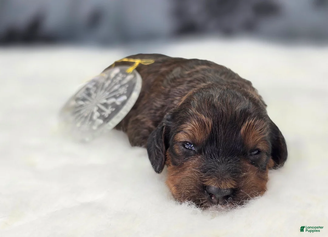 Cockapoo dogs for sale: Nebula - Ad 5
