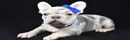 French Bulldog dogs for sale: Buster  - Ad 6