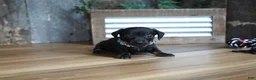Miniature Dachshund dogs for sale: Abbi - Ad 7