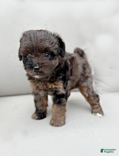 Mini Aussiedoodle dogs Ivy - Ad 2