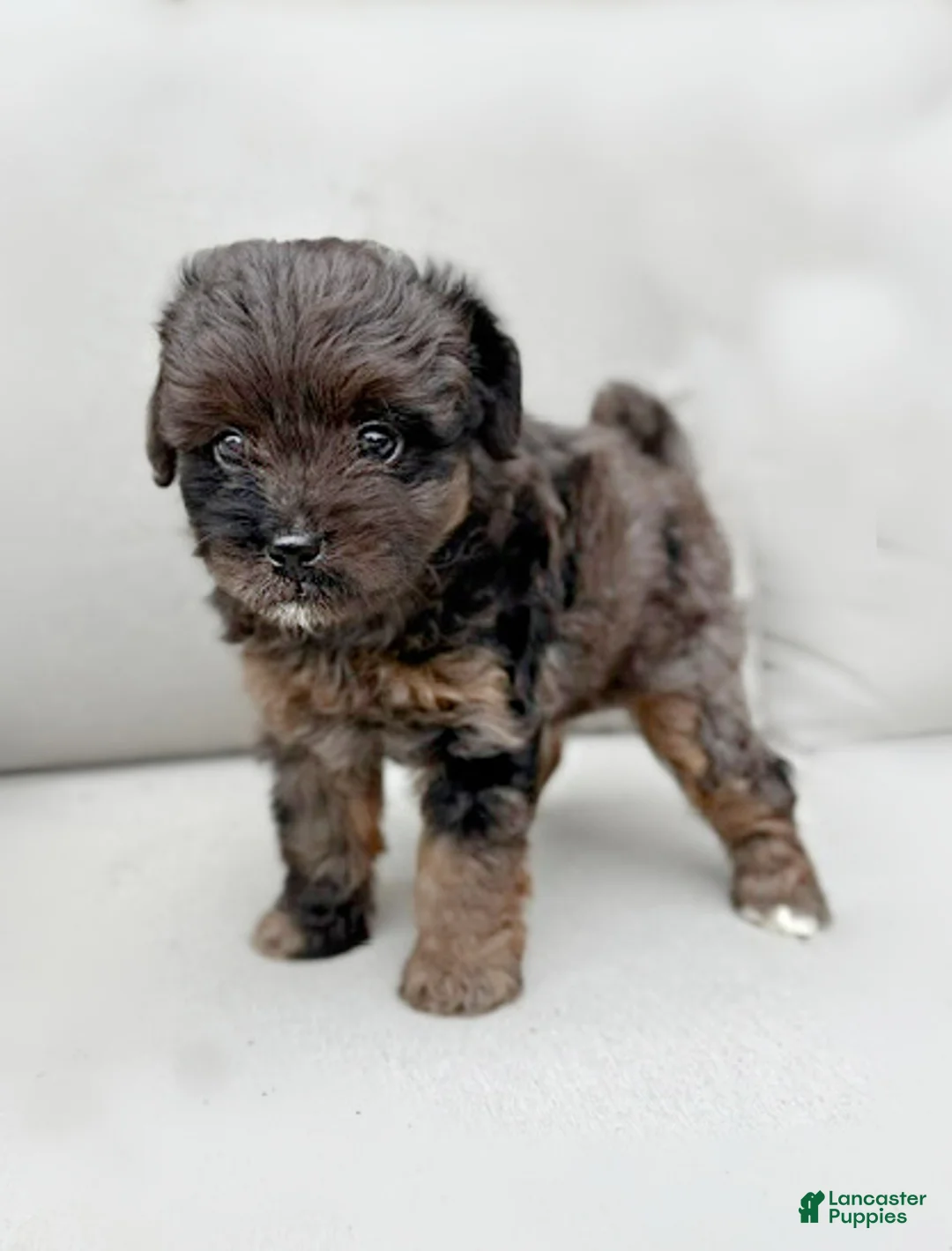 Mini Aussiedoodle dogs for sale: Ivy - Ad 2