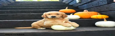 Butternut