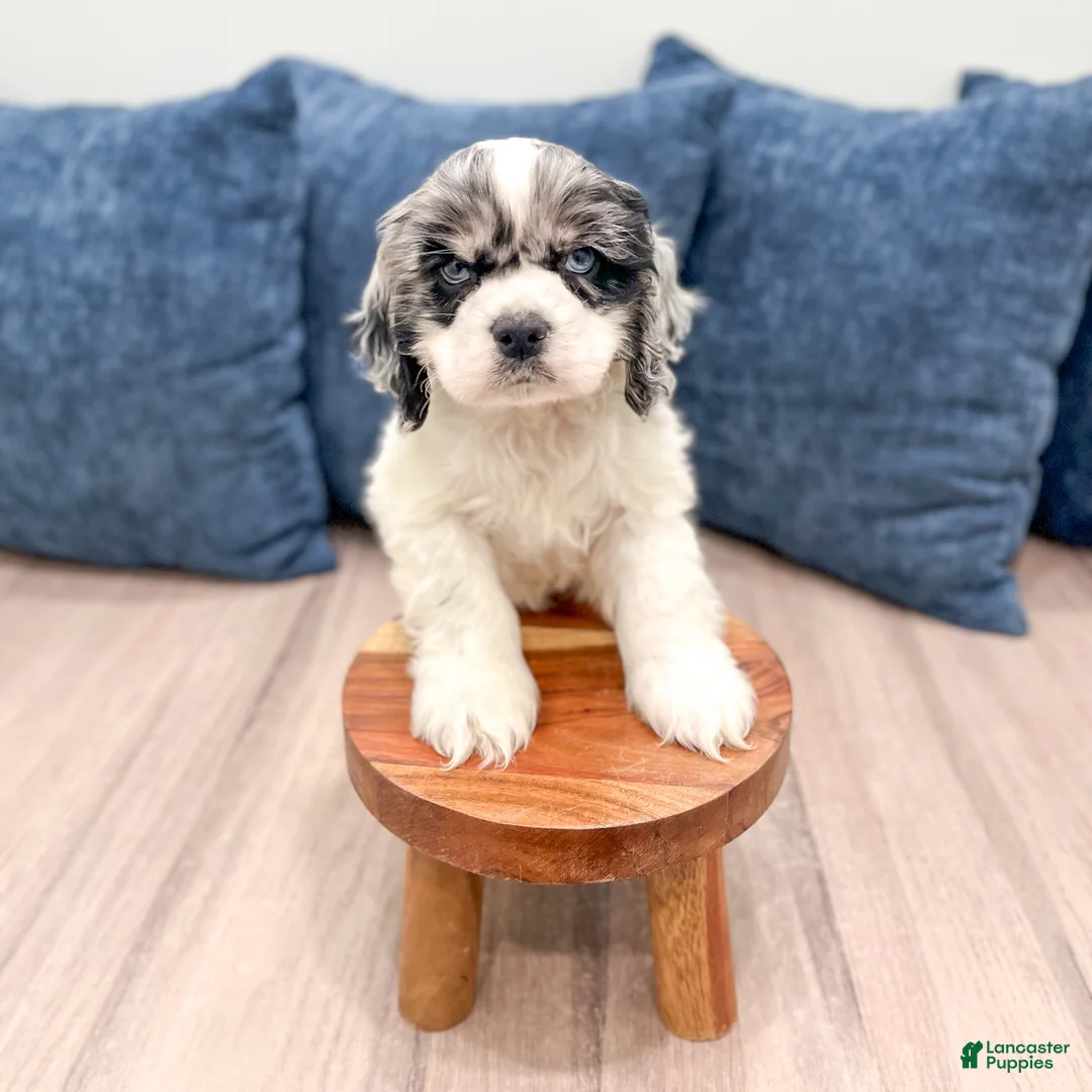 Cocker Spaniel dogs for sale: Cash - Ad 2