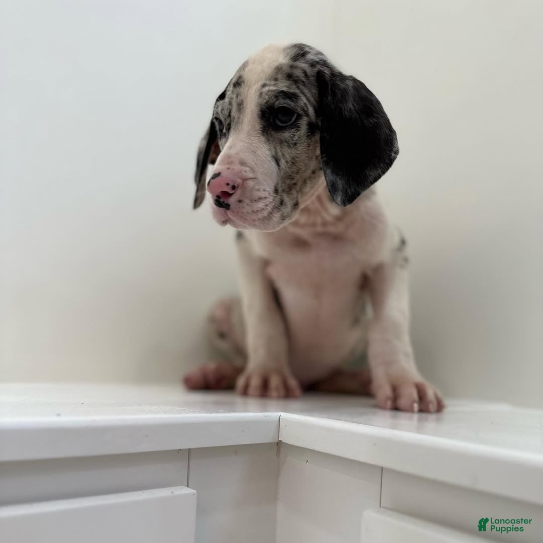 Great Dane dogs Titan (Male) - Ad 3