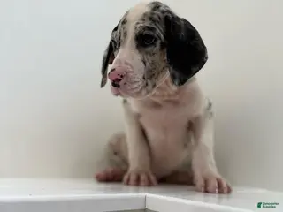 Great Dane dogs Titan (Male) - Ad 10