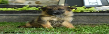Benji