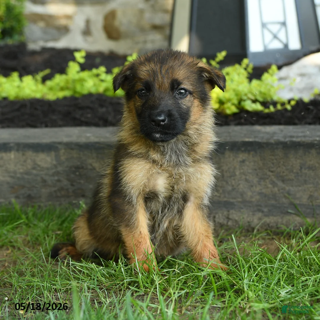 German Shepherd dogs for sale: Benji - Ad 1