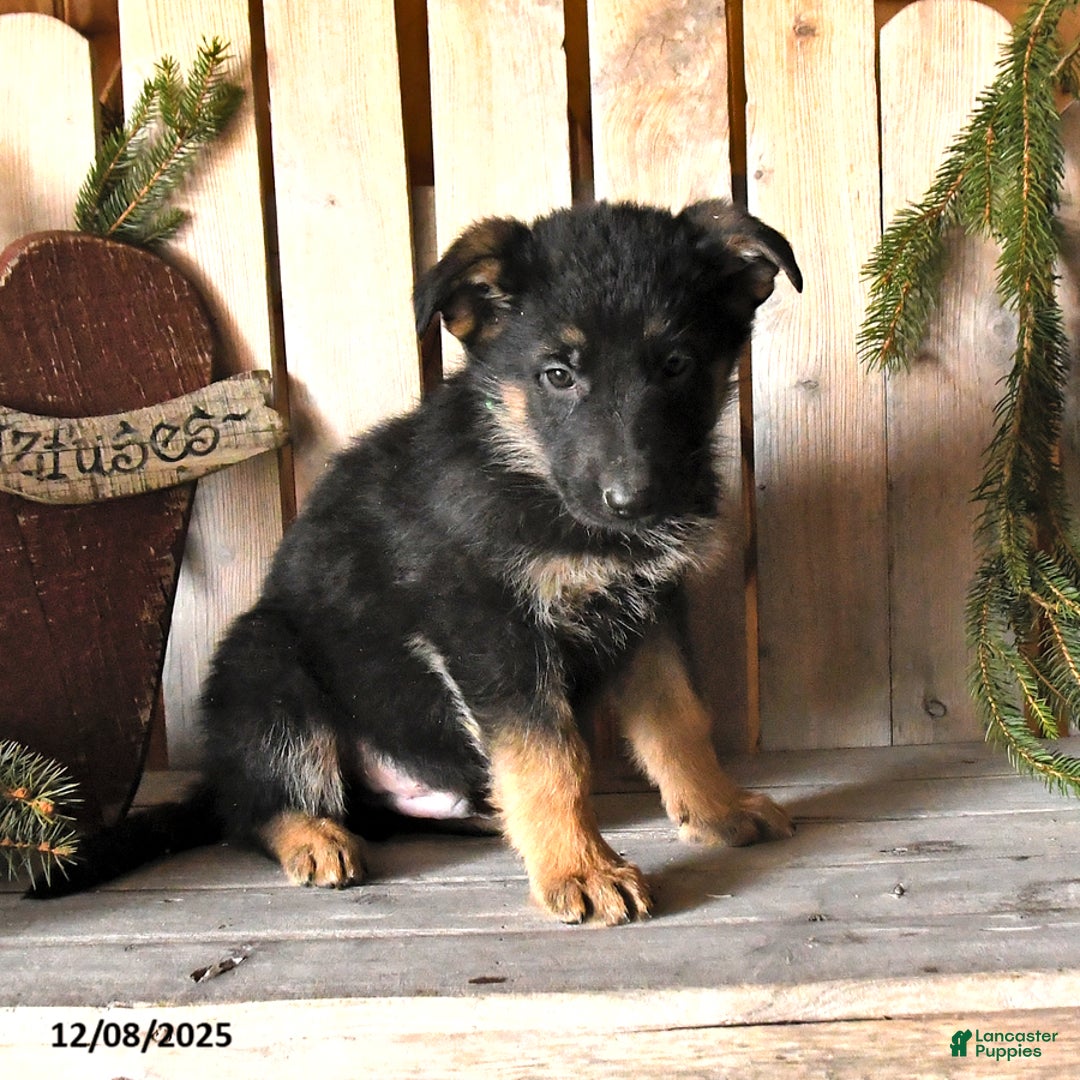 German Shepherd dogs for sale: Saber - Ad 2