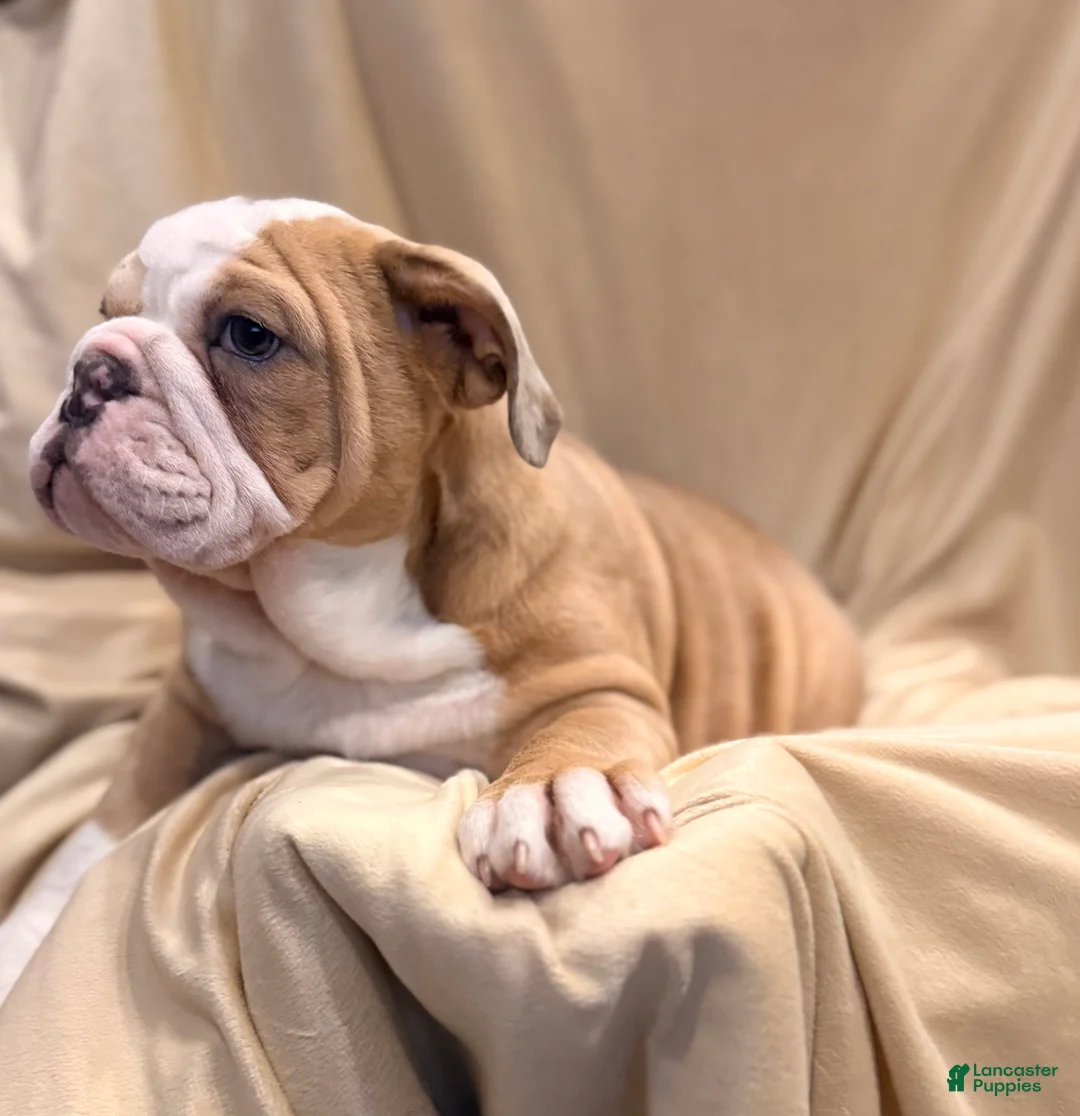 English Bulldog dogs for sale: Faith - Ad 12