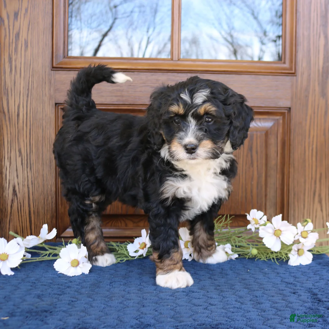 Mini Bernedoodle dogs for sale: Joy  - Ad 1