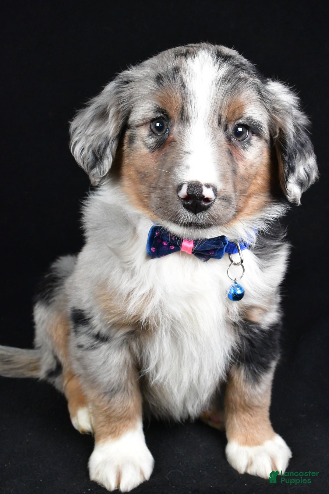 Miniature Australian Shepherd dogs for sale: Ricky - Ad 7