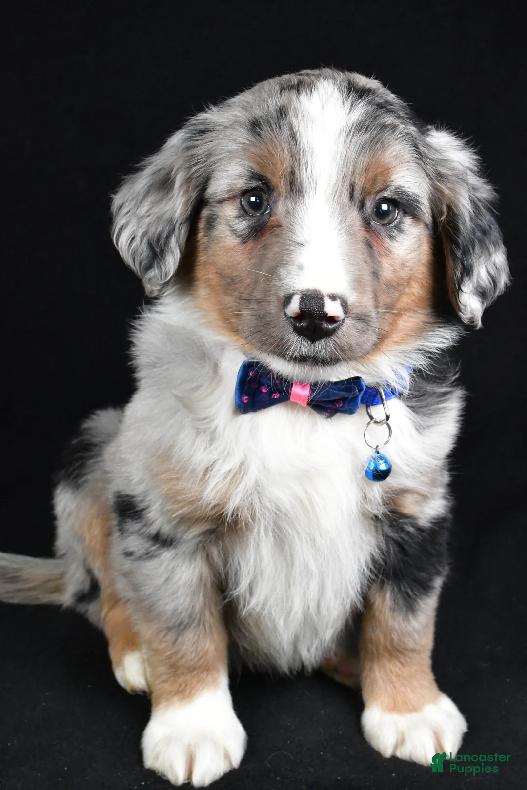 Miniature Australian Shepherd dogs for sale: Ricky - Ad 7