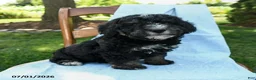 Mini Bernedoodle dogs for sale: Cindy - Ad 9