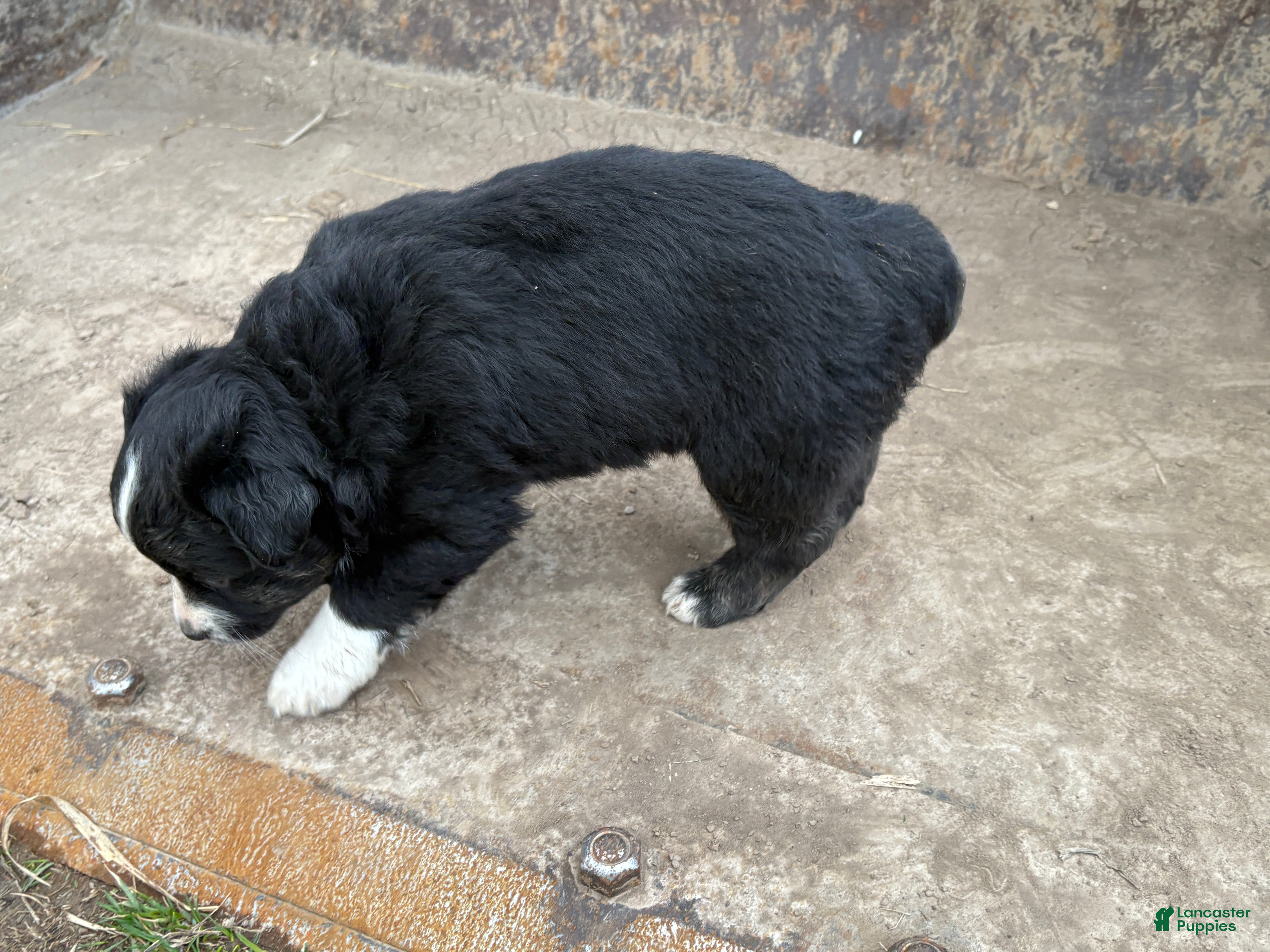 Miniature Australian Shepherd dogs Black and White Female - Ad 2