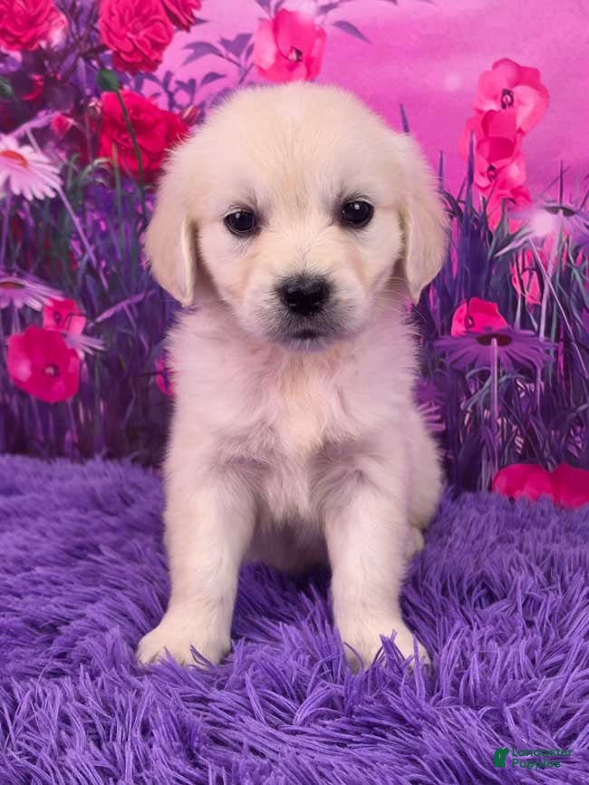 Golden Retriever dogs Lila - Ad 1