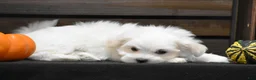 Maltese dogs for sale: Milo - Ad 7