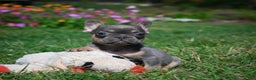 French Bulldog dogs for sale: Carrissa - Ad 2