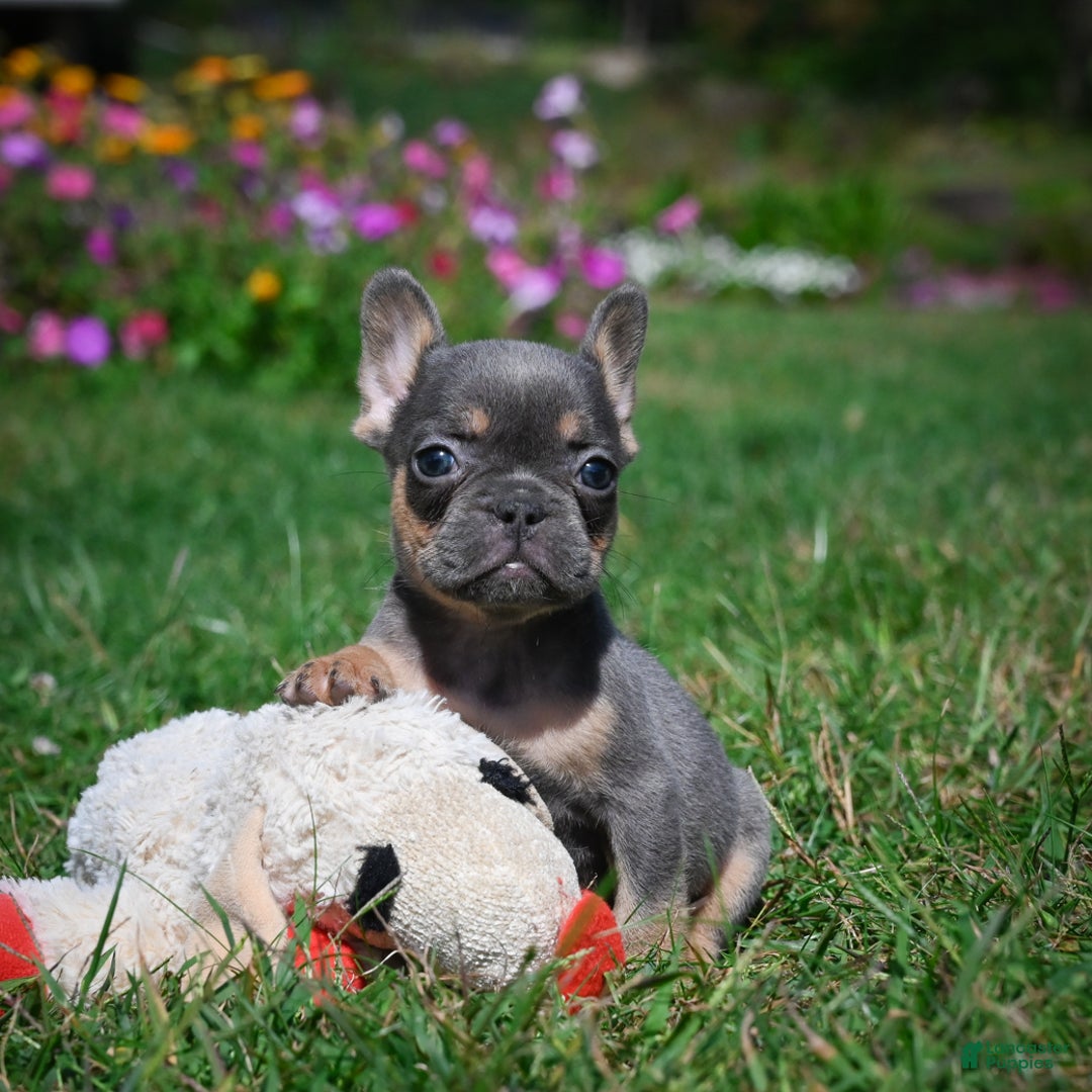 French Bulldog dogs for sale: Carrissa - Ad 2