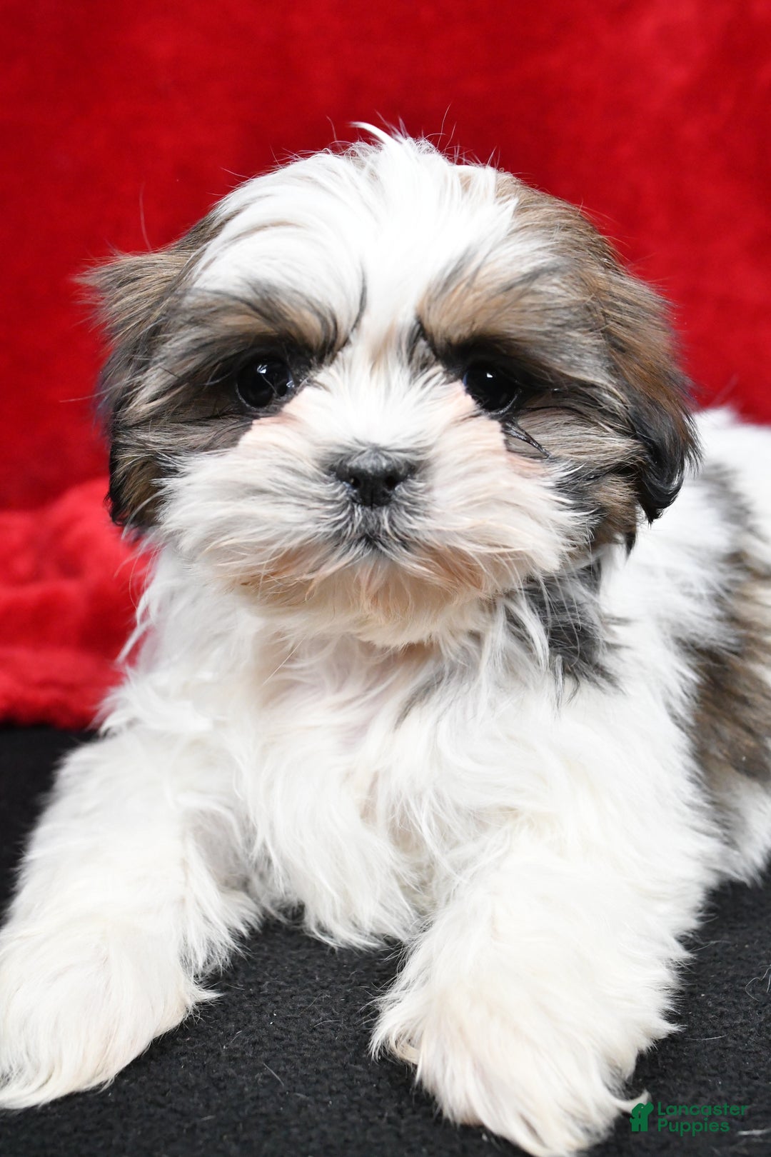 Shih Tzu dogs for sale: Bella - Ad 4