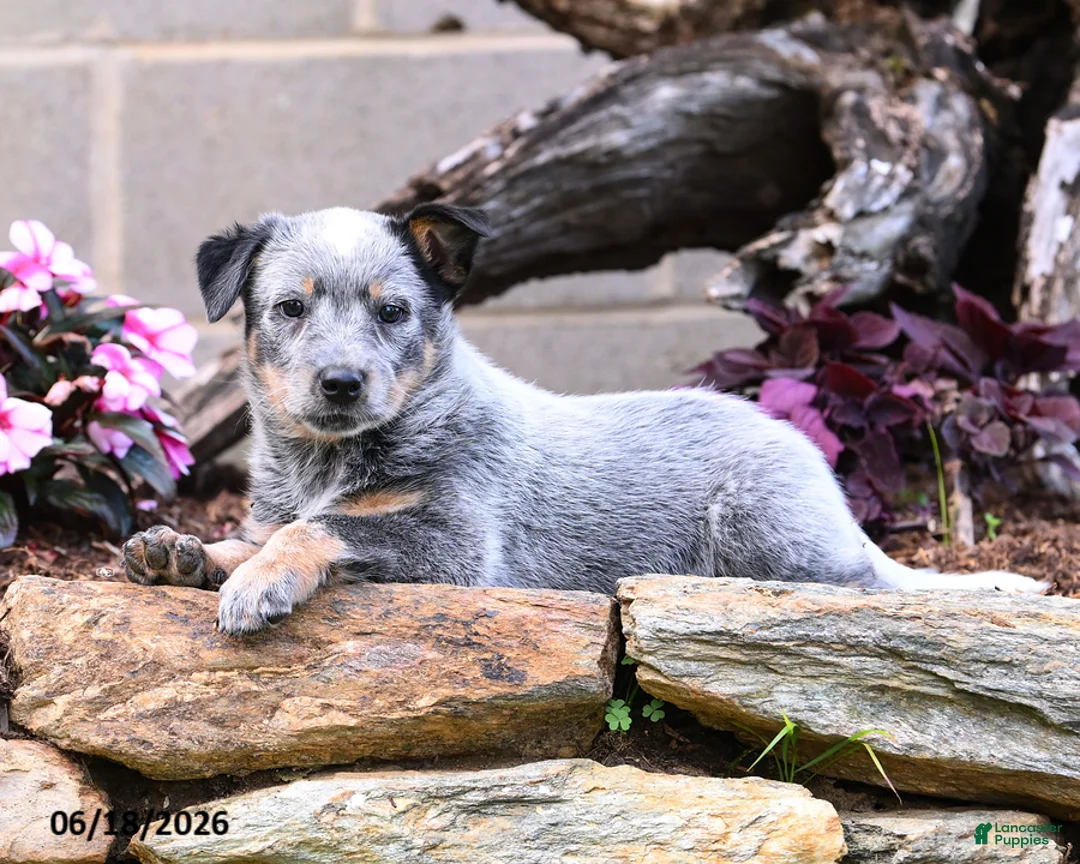 Australian Cattle Dog dogs for sale: Archie - Ad 9