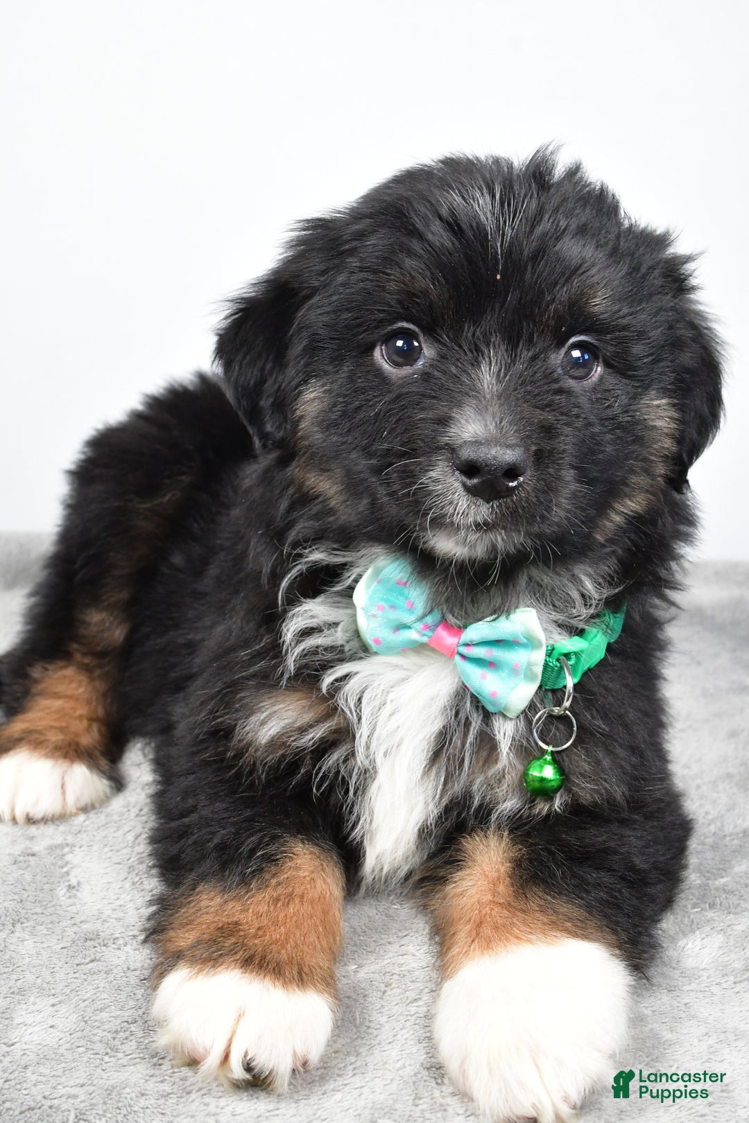 Miniature Australian Shepherd dogs for sale: Walter - Ad 2