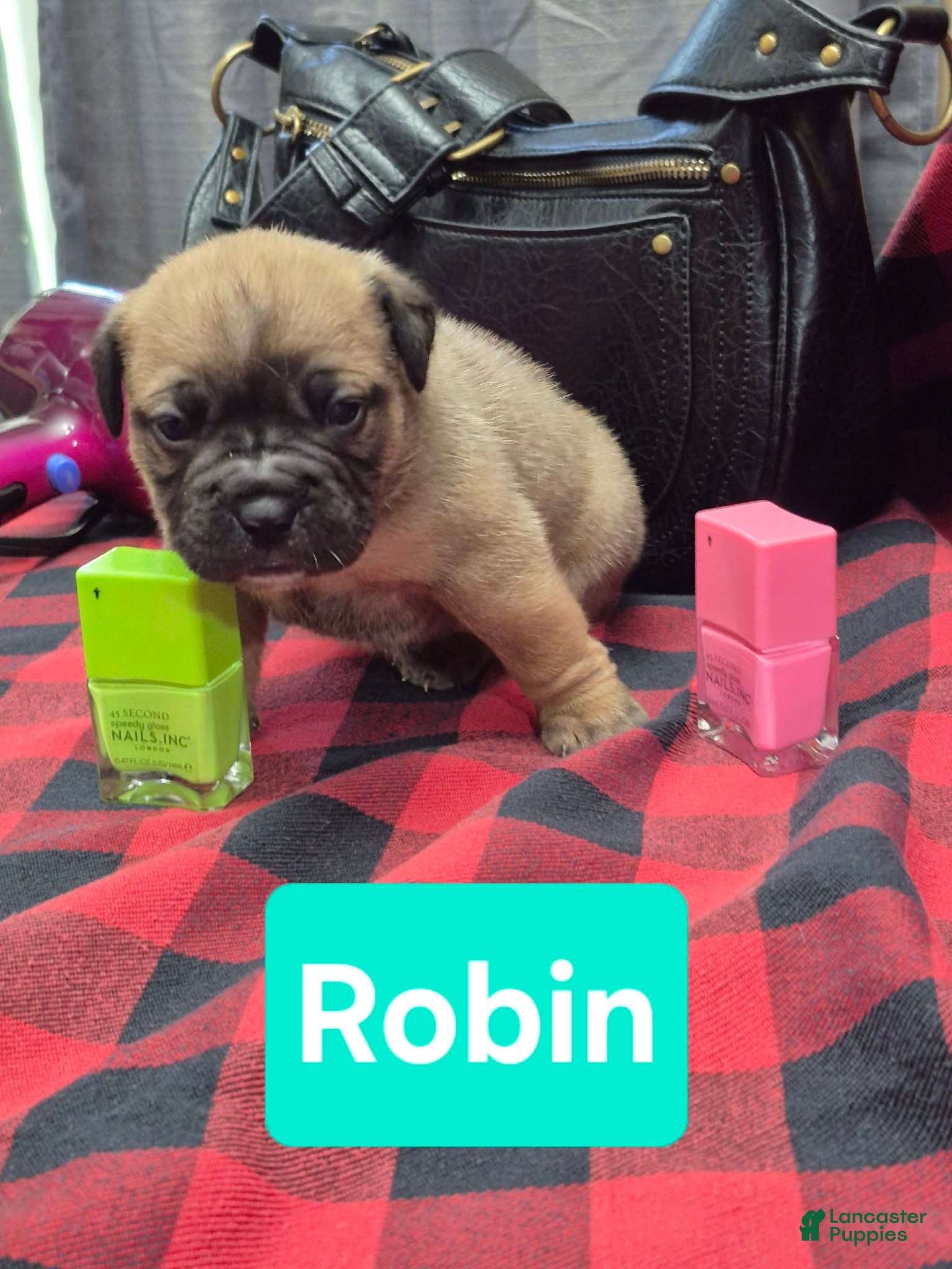 Olde English Bulldogge dogs Robin Olde English Bulldogge - Ad 4