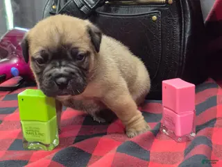 Olde English Bulldogge dogs Robin Olde English Bulldogge - Ad 4