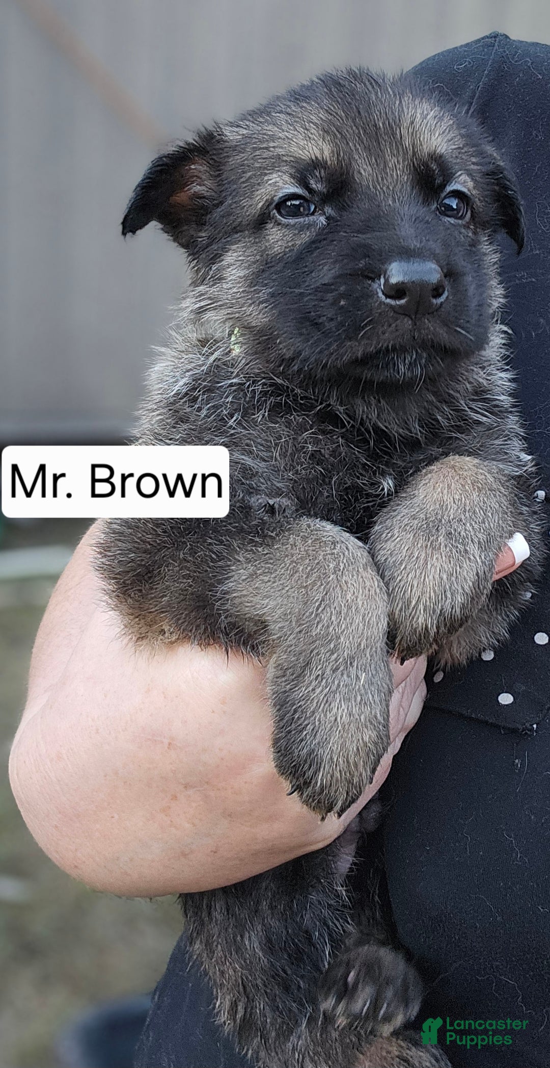 German Shepherd dogs for sale: Male German Shepherd 1 - Hershey - Ad 2