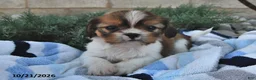 Mixed Breed dogs for sale: Buster - Ad 4