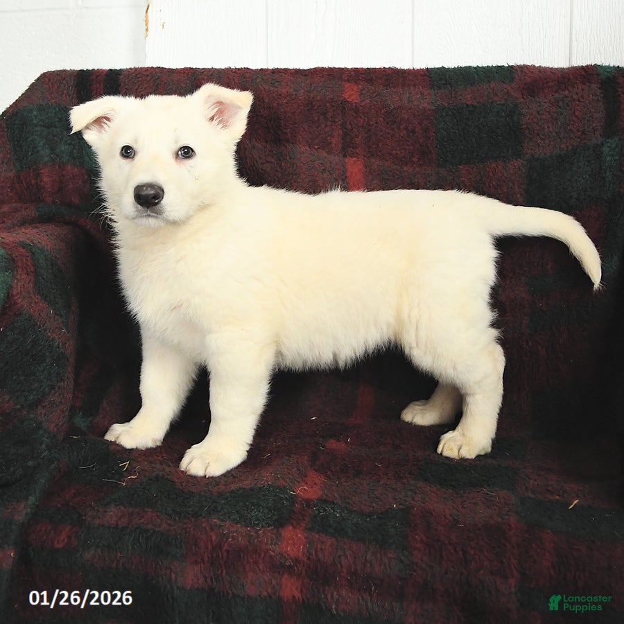 German Shepherd dogs Blizzard - Ad 12