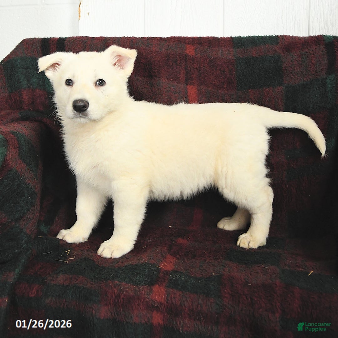 German Shepherd dogs for sale: Blizzard - Ad 1