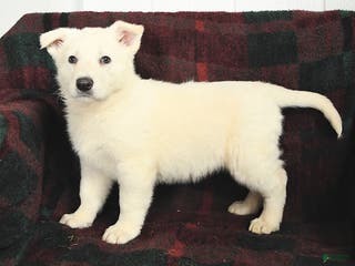 German Shepherd dogs Blizzard - Ad 12