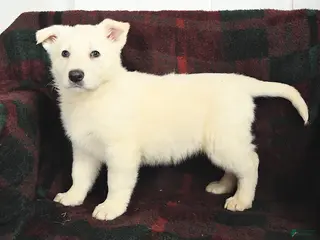 German Shepherd dogs Blizzard - Ad 26