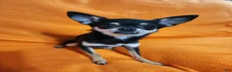 Chihuahua dogs for sale: Bear - Ad 8