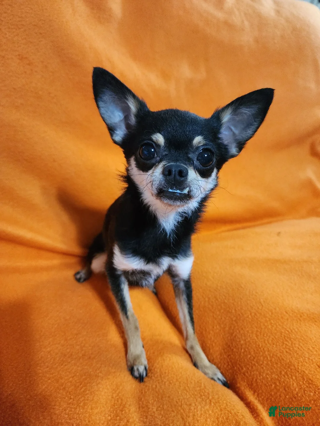Chihuahua dogs for sale: Bear - Ad 8