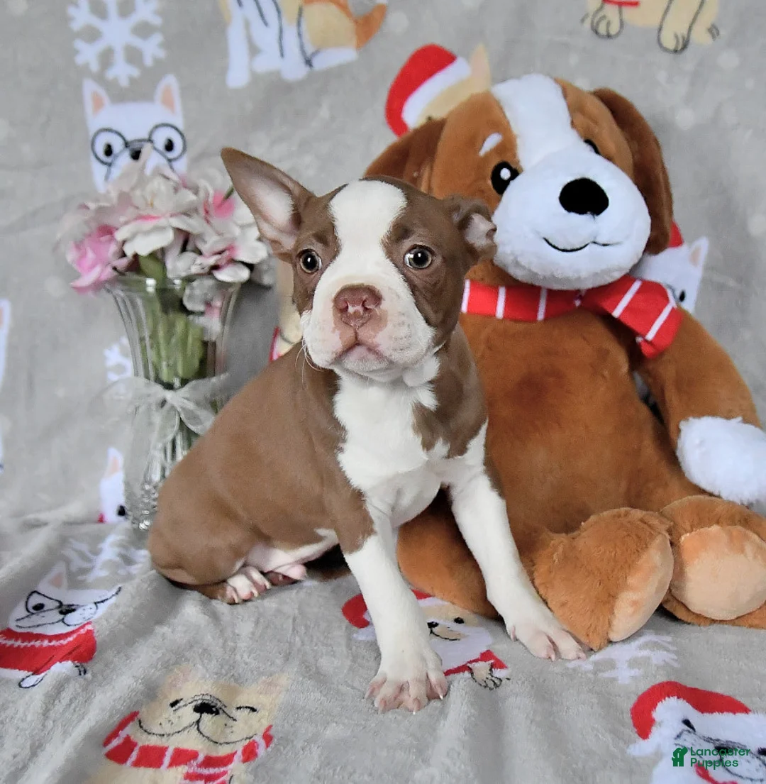 Gallery Image {{count}}