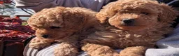 Toy Poodle dogs for sale: Tom - Ad 18