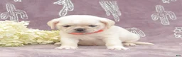 Puggle dogs for sale: Rosa - Ad 4