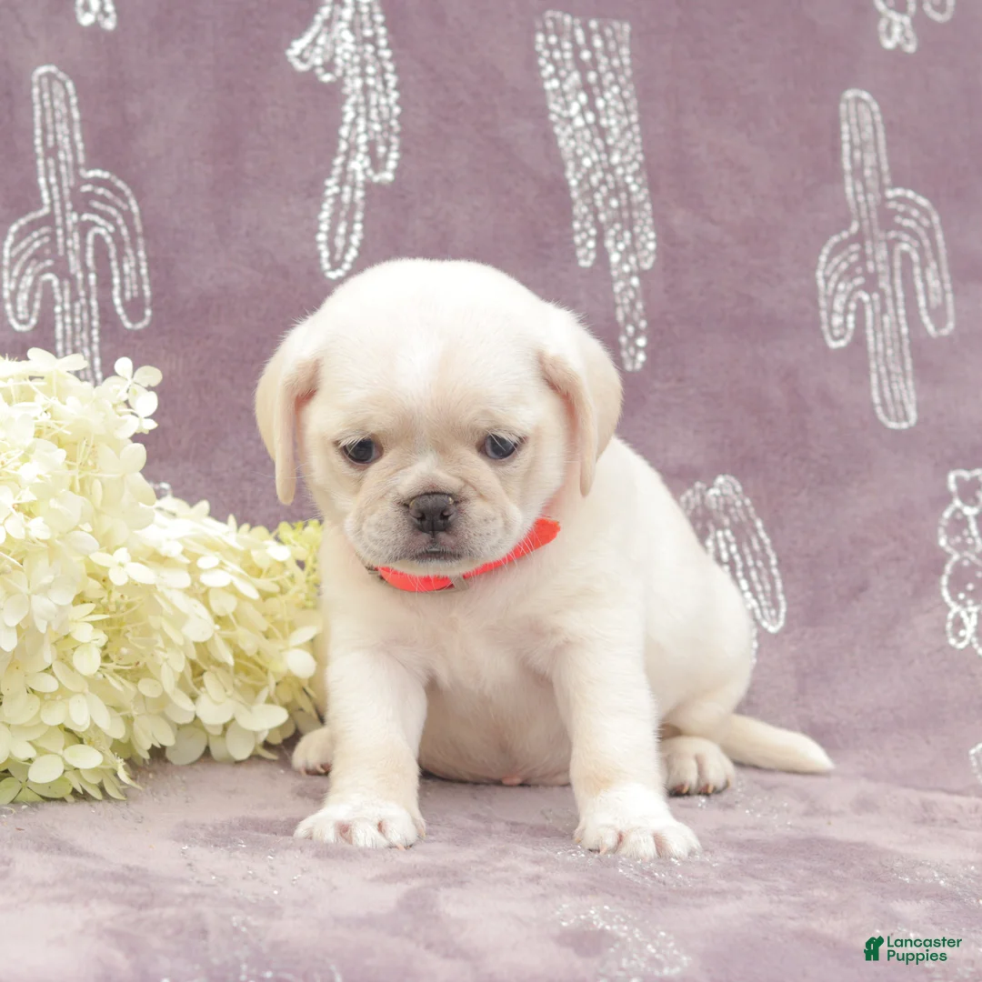 Puggle dogs for sale: Rosa - Ad 4