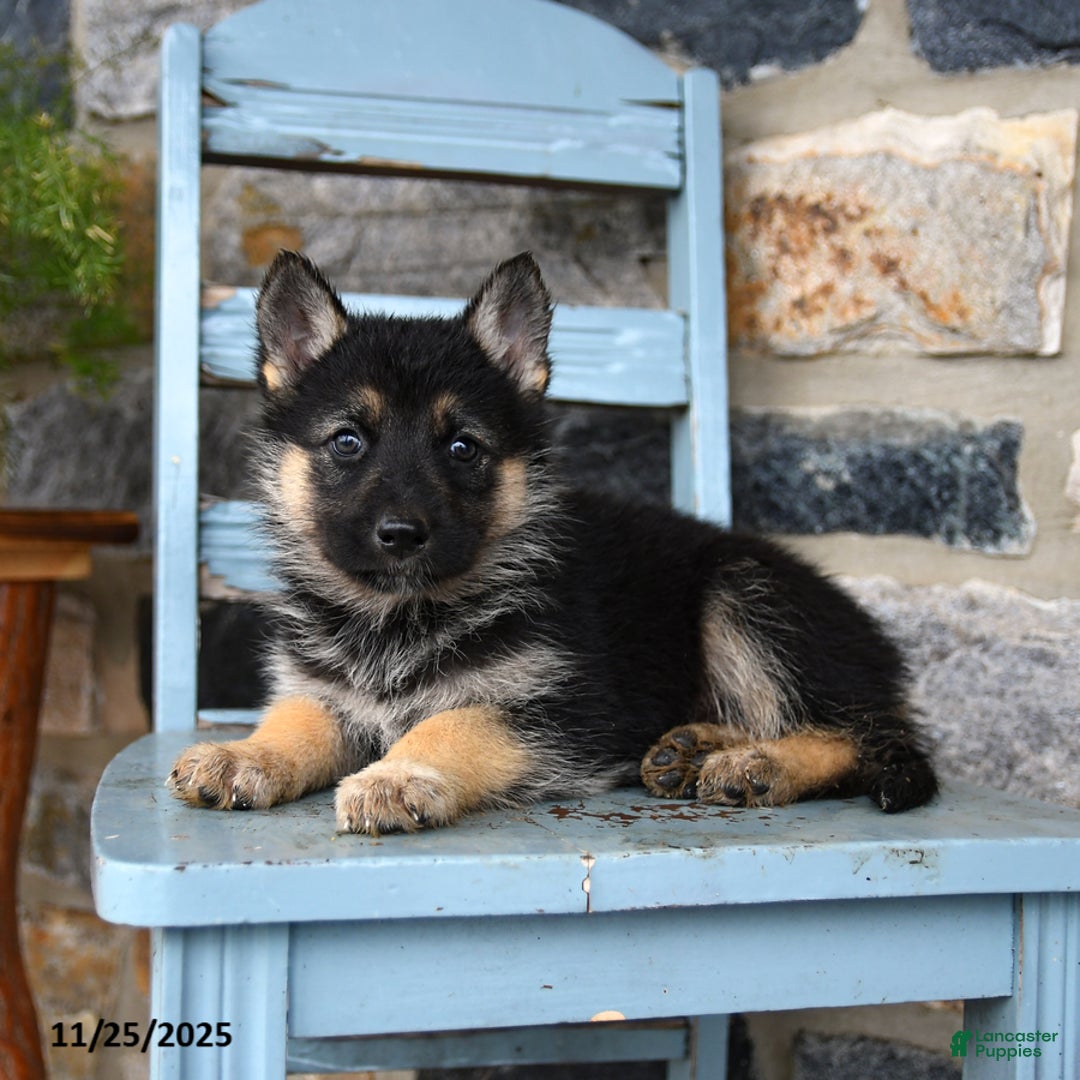 Gerberian Shepsky dogs for sale: Penny - Ad 3