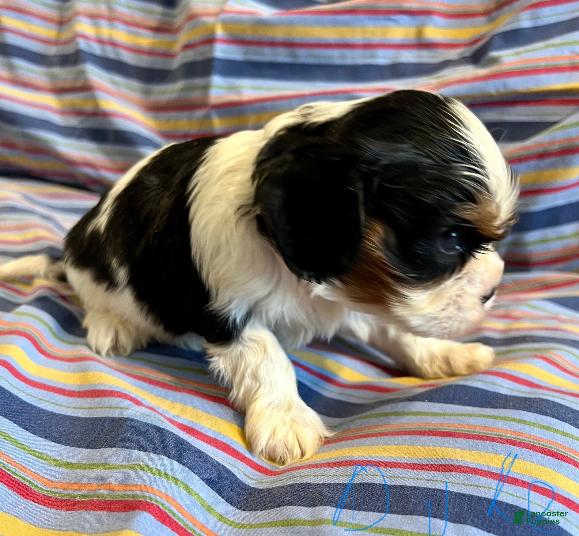 Cavalier King Charles Spaniel dogs for sale: Cavalier King Charles Spaniel Puppy 3 - Ad 4