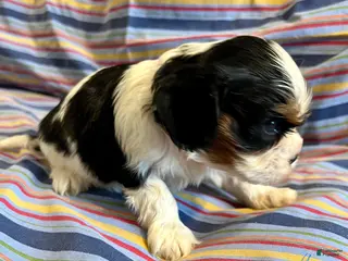 Cavalier King Charles Spaniel dogs for sale: Cavalier King Charles Spaniel Puppy 3 - Ad 4