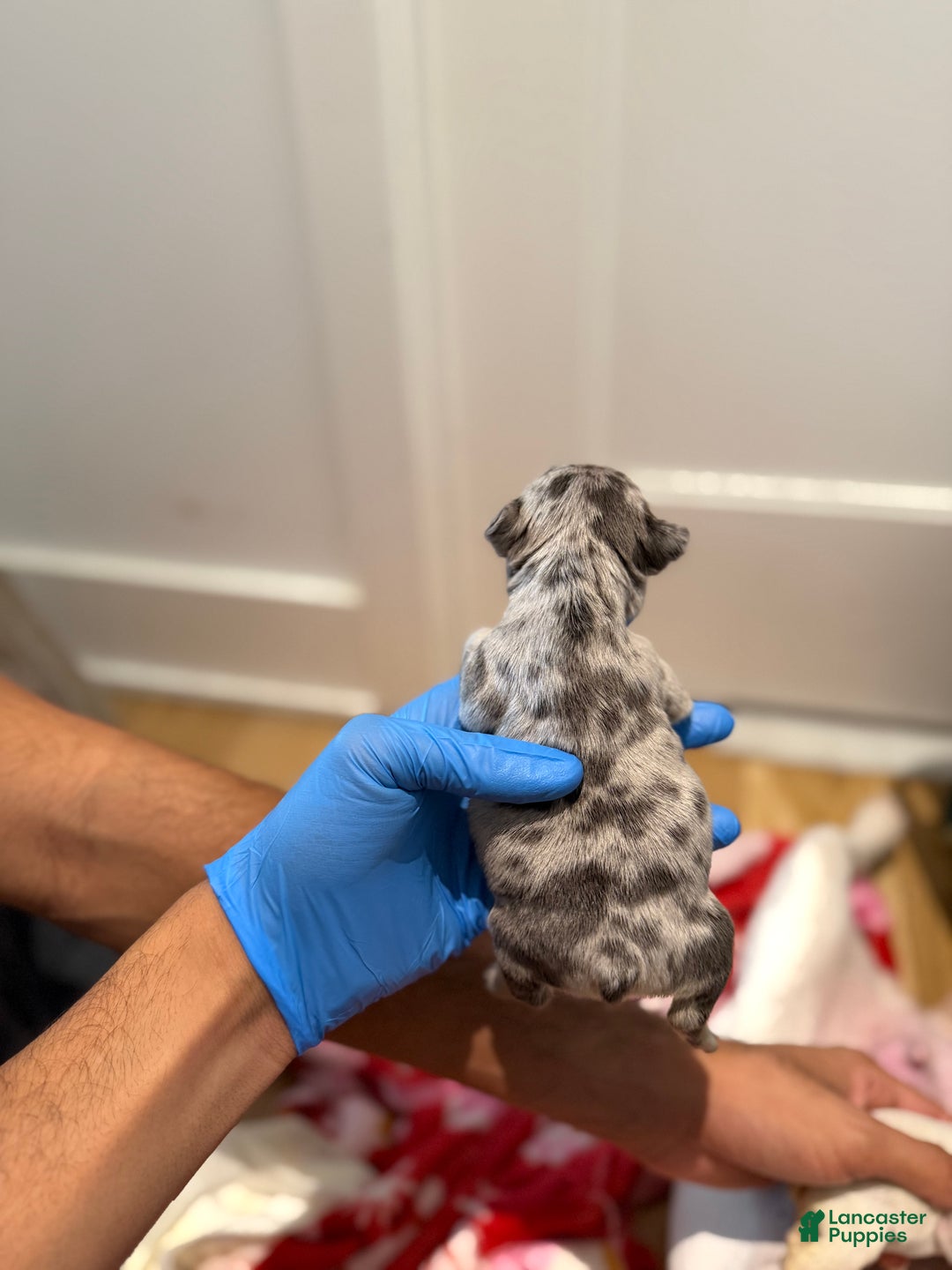 French Bulldog dogs for sale: Sapphire fluffy - Ad 7