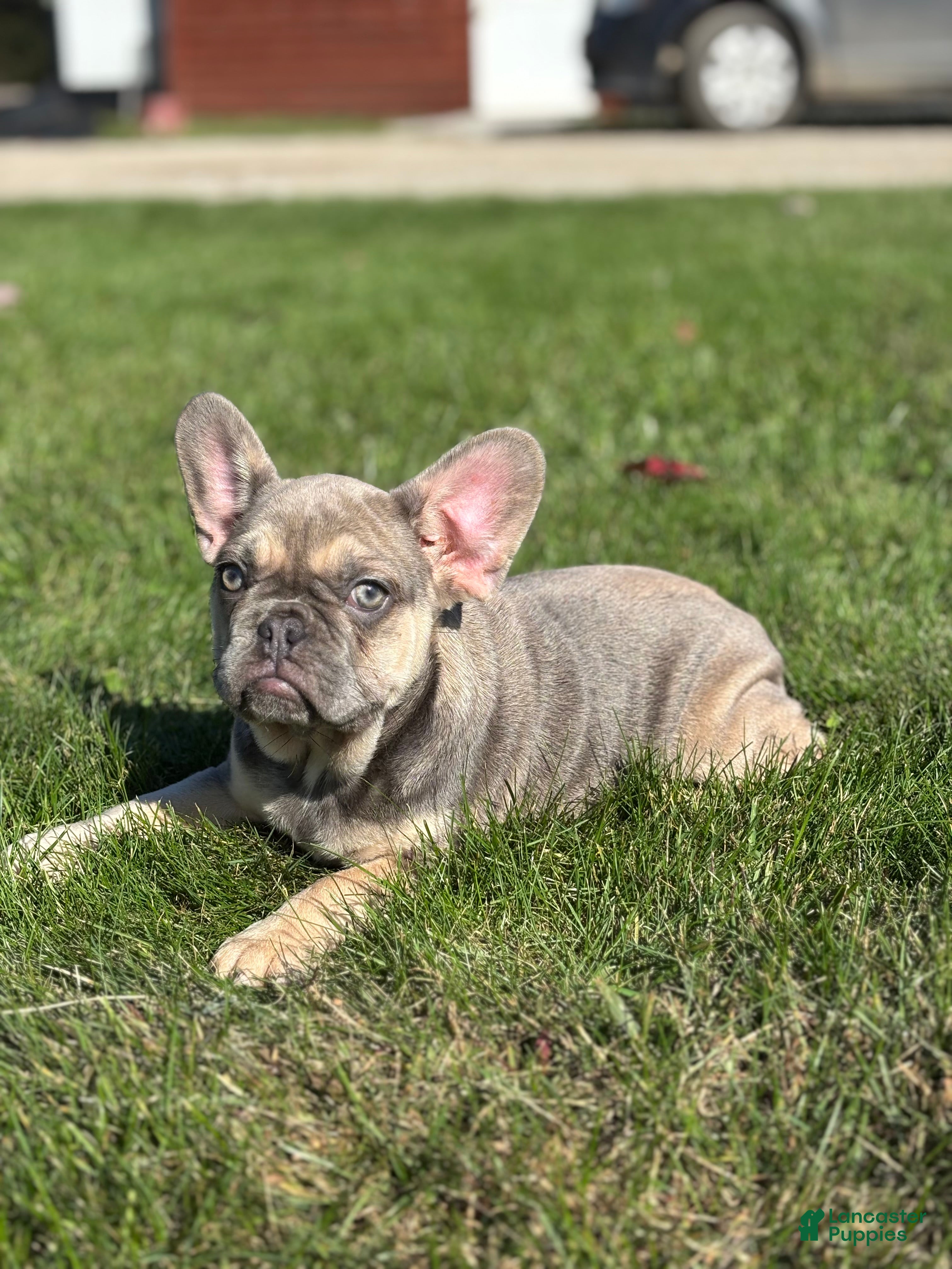 French Bulldog dogs Sky - Ad 2
