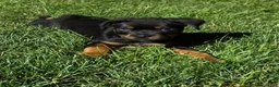 Rottweiler dogs for sale: Rottweiler 1 - Ad 4