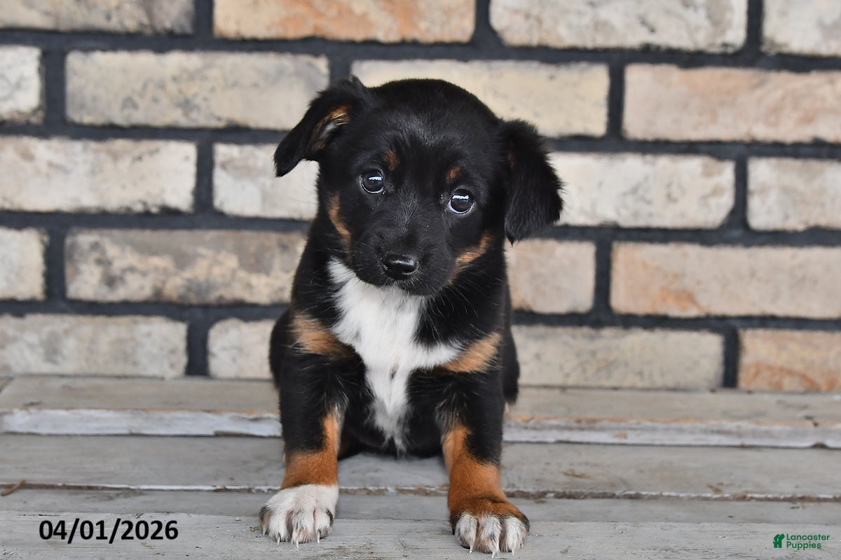 Mixed Breed dogs Olivia - Ad 2